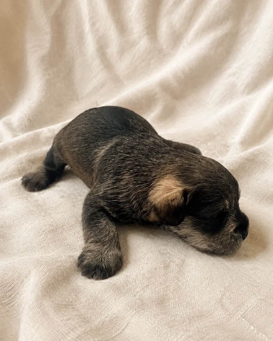 Otto — Male · black & silver mini schnauzer